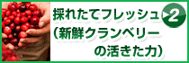 フレッシュ・クランベリーサプリメント