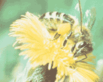 蜂